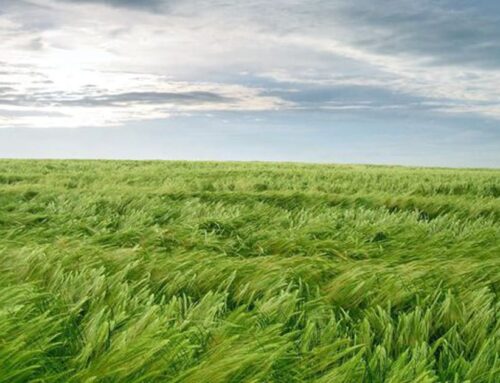 If I Could — A Love Poem About Presence and Compassion