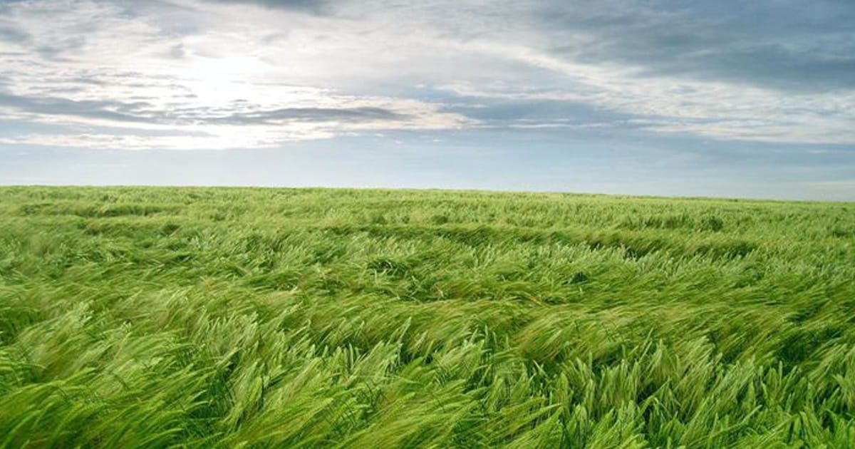 If I Could love poem about presence and compassion